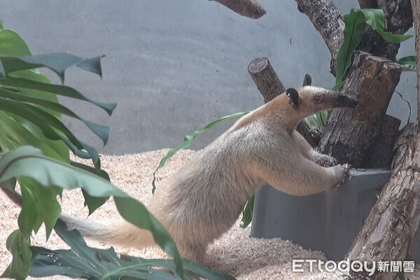 ▲。（圖／臺北市立動物園提供）