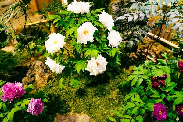 ▲▼由志園。（圖／部落客Mika授權提供）
