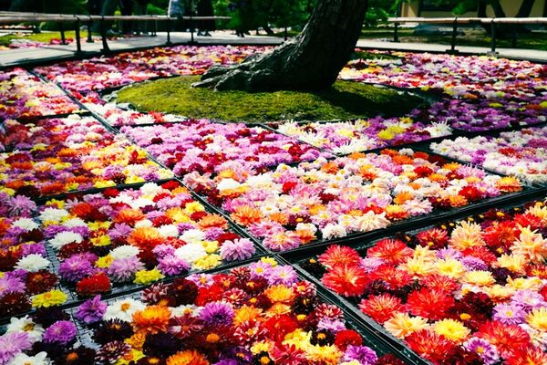 ▲▼由志園。（圖／部落客Mika授權提供）