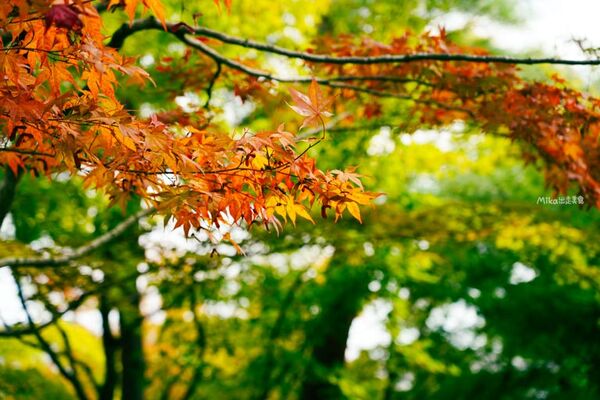 ▲▼由志園。（圖／部落客Mika授權提供）