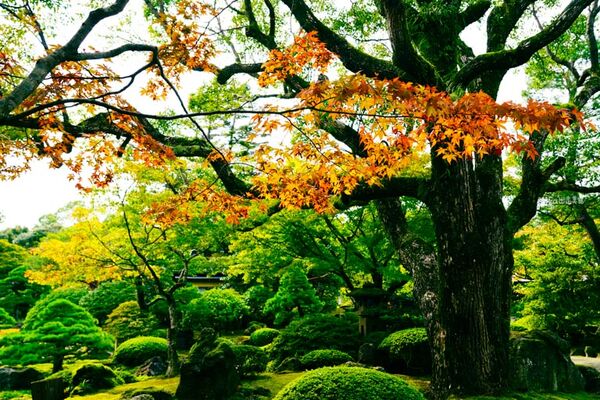 ▲▼由志園。（圖／部落客Mika授權提供）