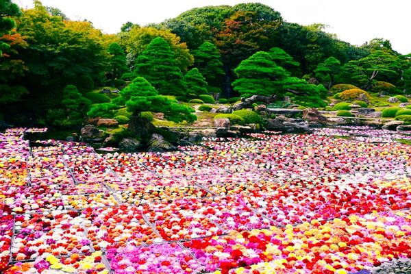 ▲▼由志園。（圖／部落客Mika授權提供）