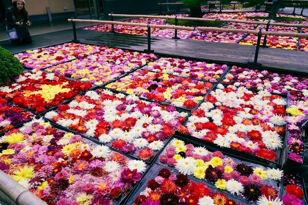 ▲▼由志園。（圖／部落客Mika授權提供）