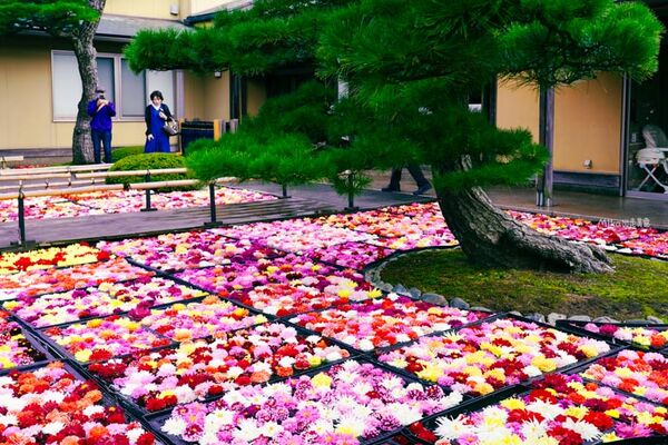 ▲▼由志園。（圖／部落客Mika授權提供）
