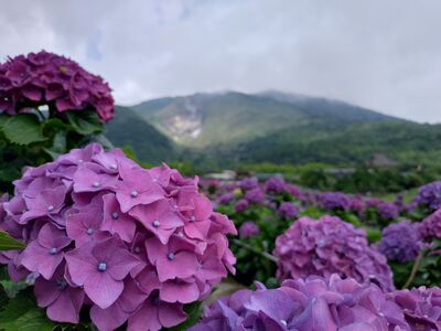 竹子湖繡球花季開跑　端午節前最美、7大造景同步亮相
