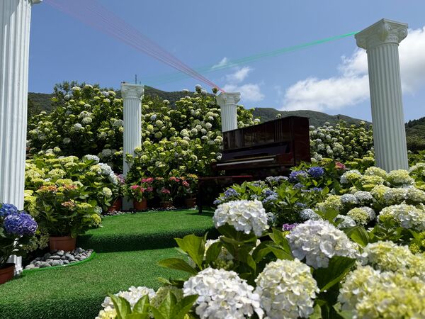 ▲2026竹子湖繡球花季。（圖／台北市農會提供）