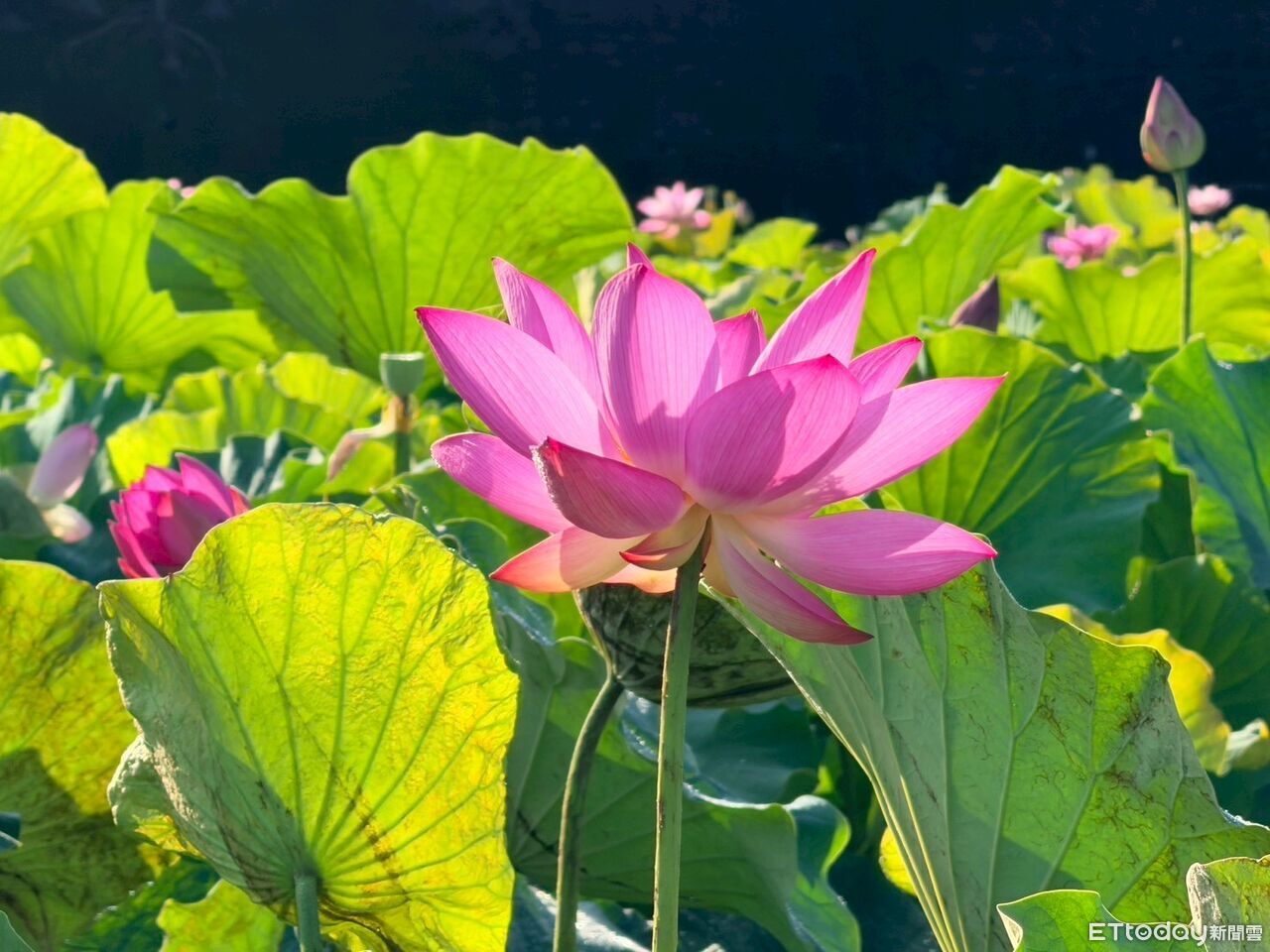 南投竹山鎮紅旗公聖義廟荷花池盛開 粉紅翠綠交織療癒畫面曝