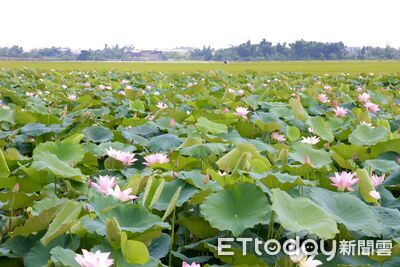 白河蓮花季開跑！黃偉哲邀全國遊客賞花吃蓮子　玩遍大新營
