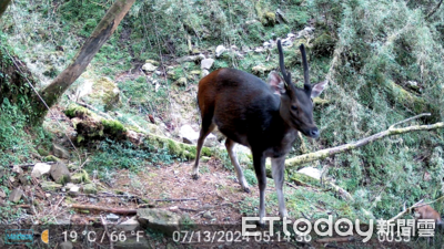 台灣水鹿超愛啃華山松、紅檜 族群量呈現季節變化