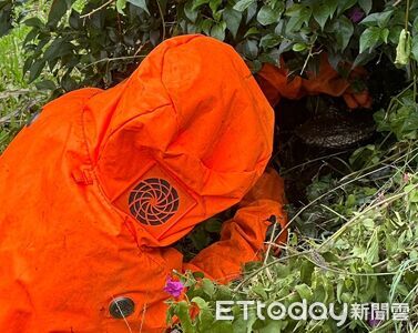 天氣轉熱蜂群活躍　台東縣府提醒防範蜂螫風險
