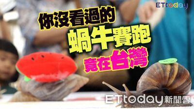 極速33公分　匪夷所思蝸牛賽跑竟在台灣