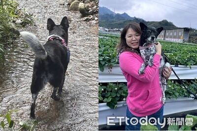 重金懸賞50萬尋「美琪」！飼主心急如焚淚求助：錢是身外之物