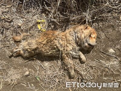 無良主人「彰化衝嘉義」棄養　鬆獅犬流落鄉間全身慘況曝