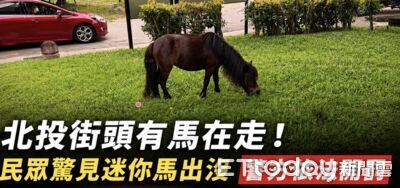 北市街頭超萌奇景！迷你馬趴趴走悠哉吃草　警方找飼主開罰