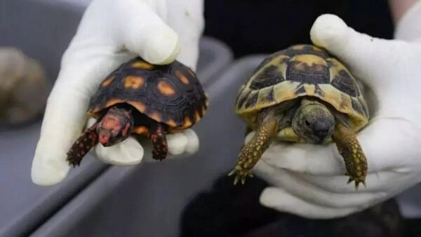 中國深圳海關日前在無申報通道攔截一起活體動物走私案，涉案女子企圖利用寬鬆長裙與緊身褲掩護，在雙腿綁上58隻活陸龜入境。（翻攝自極目新聞）