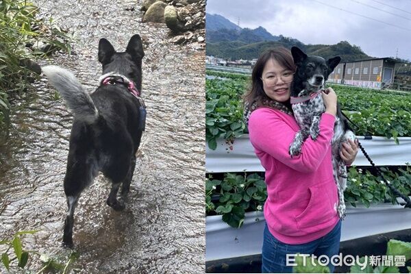 重金懸賞50萬尋「美琪」!飼主心急如焚淚求助:錢是身外之物