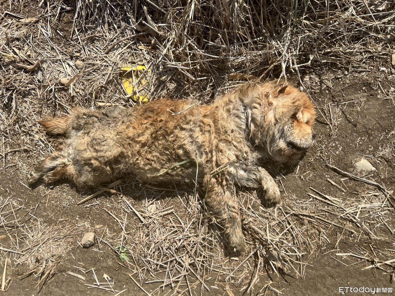 無良主人「彰化衝嘉義」棄養 鬆獅犬流落鄉間全身慘況曝