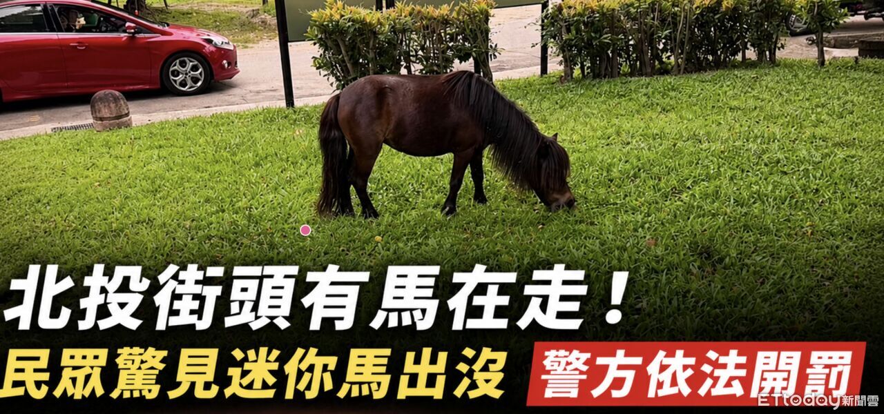 北市街頭超萌奇景!迷你馬趴趴走悠哉吃草 警方找飼主開罰