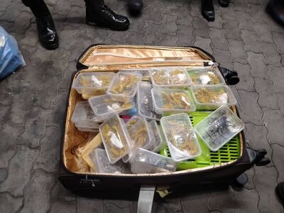 大馬男行李「塞滿251珍稀動物」闖曼谷機場! 企圖走私秒被逮