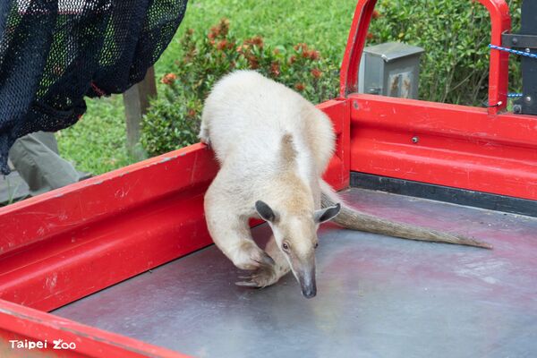 ▲▼北市動物園小食蟻獸「黑妞」找到了！最新健康狀況曝。（圖／台北市立動物園提供）
