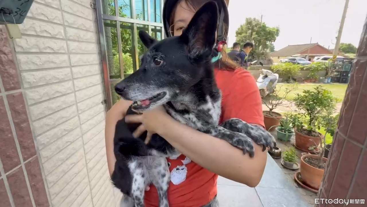 奔波百公里尋美琪!飼主喜極而泣 遭栽贓詐騙無奈:AI造假不可取