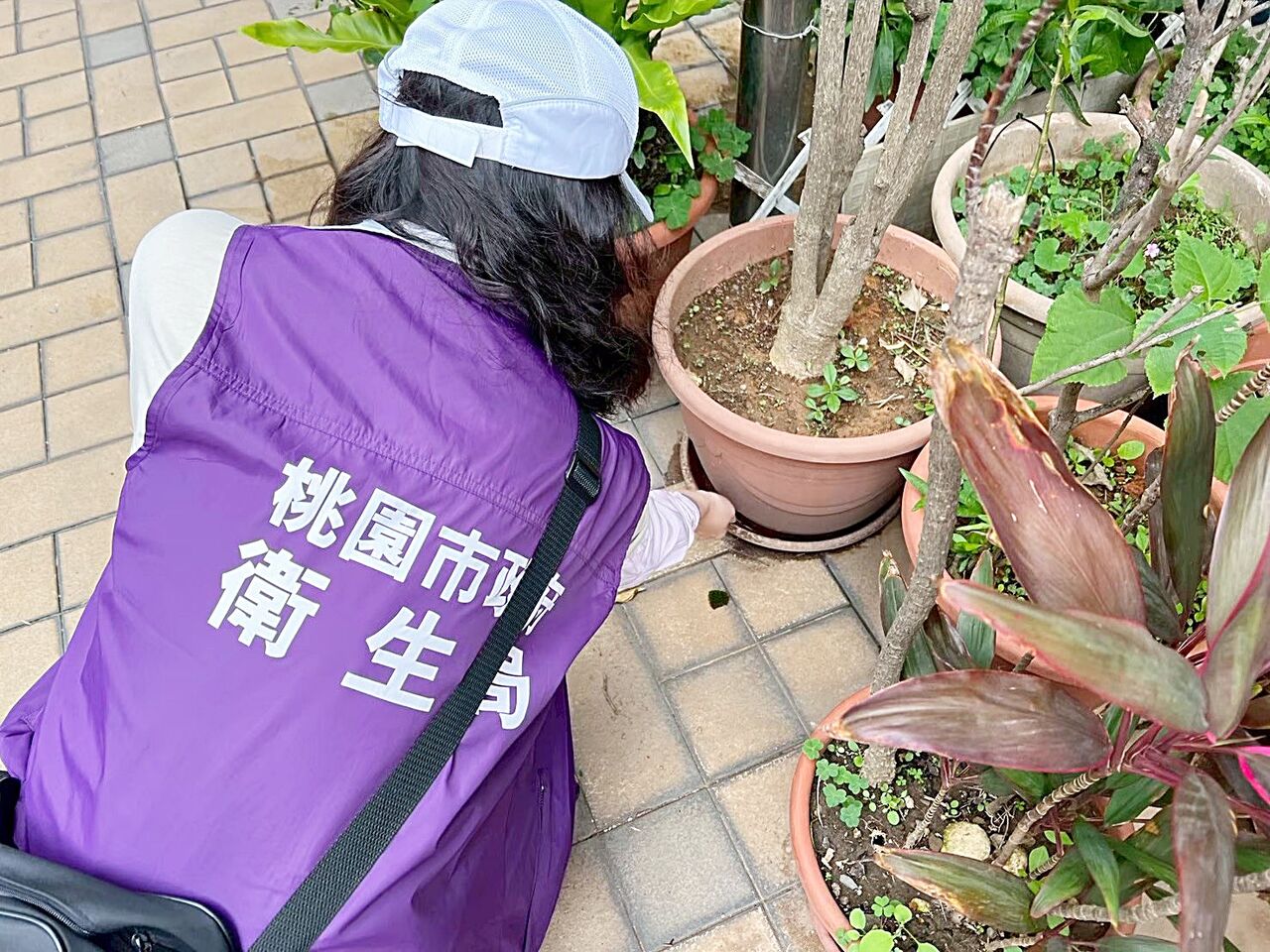 桃園防範登革熱擴散 衛生局:查獲孳生孑孓最高開罰1萬5