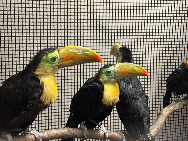 ▲美國14隻近危「彩虹巨嘴鳥」遭塞儀表板走私　獲救後數月全數存活。（圖／翻攝自WCS布朗克斯動物園）