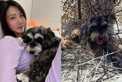 大牙領養愛犬打疫苗「驚見雙晶片」　揭繁殖黑幕：把生命當商品