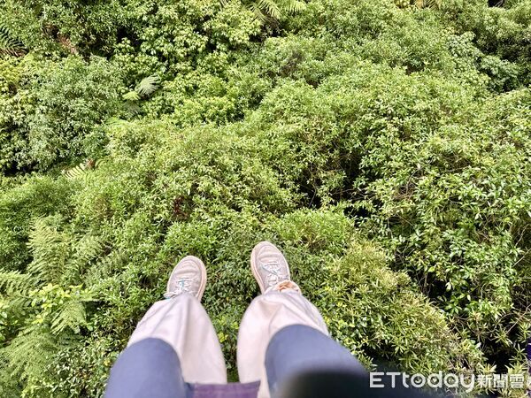 ▲Rotorua Canopy Tours（Zipline into an Ancient Forest）,Canopy Tours高空滑索,Canopy Tours樹冠滑索。（圖／記者彭懷玉攝）