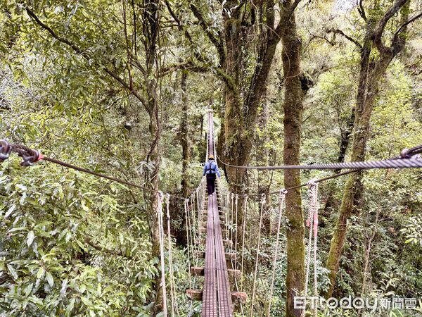 ▲Rotorua Canopy Tours（Zipline into an Ancient Forest）,Canopy Tours高空滑索,Canopy Tours樹冠滑索。（圖／記者彭懷玉攝）