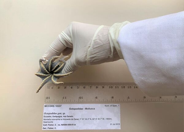 1773公尺深海驚見「藍色小章魚」！僅5公分萌炸　科學家驚呼：從沒看過