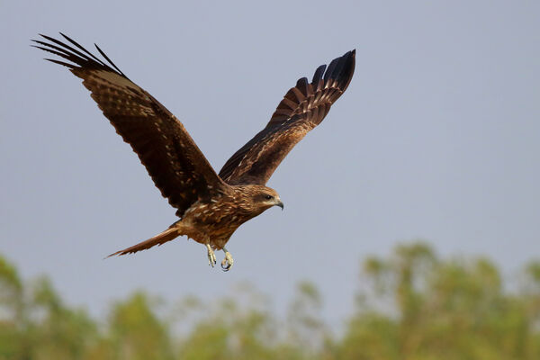 ▲▼黑鳶,Milvus migrans。（示意圖／達志影像）