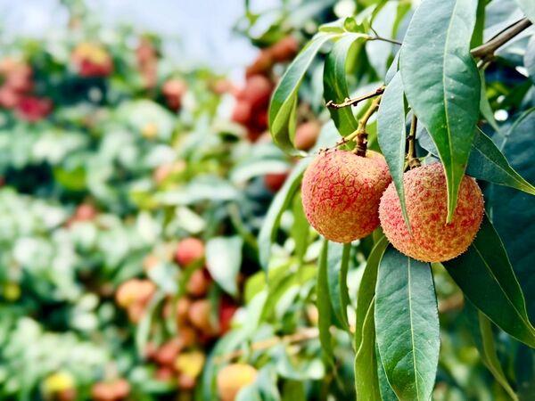 ▲▼家樂福獨家開賣新品種荔枝「早大荔」。（圖／業者提供）