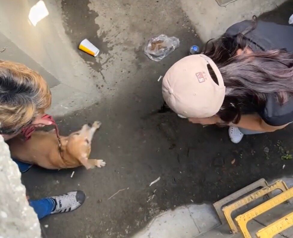 台南永康「阿妹」回家了!受困水溝6天獲救 20萬懸賞獎金捐神明