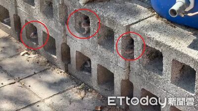 台中潭子運動公園驚見「三鼠探頭」還一起晨跑　民眾：快吐了