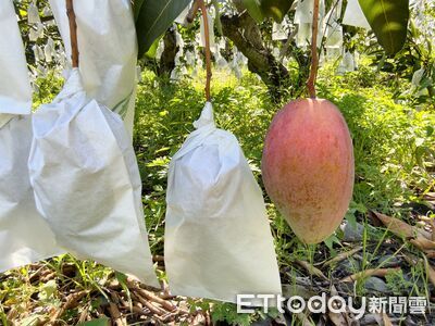 「農民黨芒果」甜蜜上市 屏東高樹特色芒果通過農藥檢測