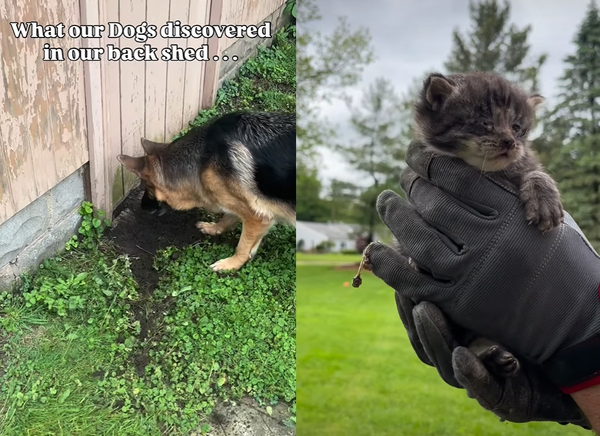 德國牧羊犬自家後院「突然瘋狂挖地」　主人一看救出2隻小奶貓。（圖／翻攝自Instagram／laughwithbrett）