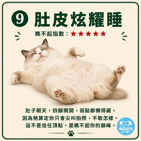 奴才接招！網瘋傳「貓咪睡姿圖鑑」 看主子今天有多瞧不起你。（圖／東森寵物提供）