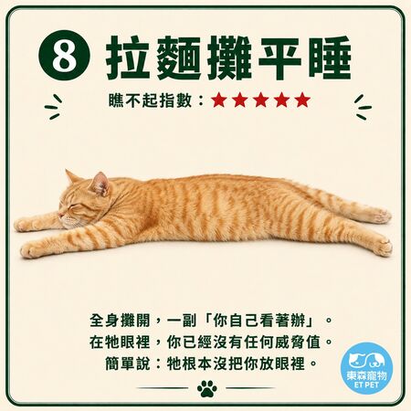 奴才接招！網瘋傳「貓咪睡姿圖鑑」 看主子今天有多瞧不起你。（圖／東森寵物提供）