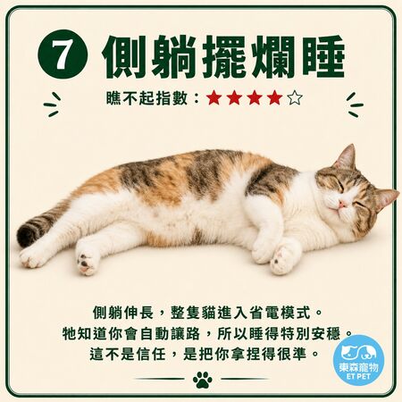 奴才接招！網瘋傳「貓咪睡姿圖鑑」 看主子今天有多瞧不起你。（圖／東森寵物提供）