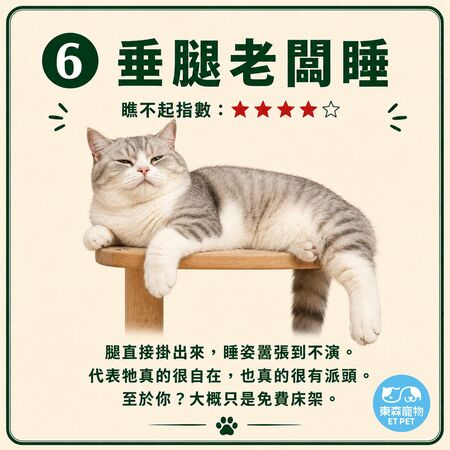 奴才接招！網瘋傳「貓咪睡姿圖鑑」 看主子今天有多瞧不起你。（圖／東森寵物提供）