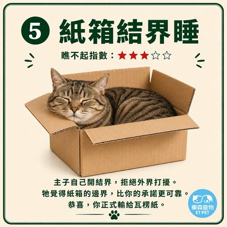 奴才接招！網瘋傳「貓咪睡姿圖鑑」 看主子今天有多瞧不起你。（圖／東森寵物提供）