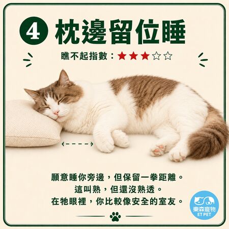 奴才接招！網瘋傳「貓咪睡姿圖鑑」 看主子今天有多瞧不起你。（圖／東森寵物提供）
