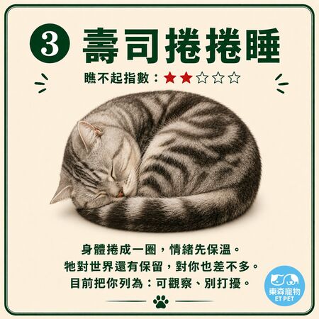奴才接招！網瘋傳「貓咪睡姿圖鑑」 看主子今天有多瞧不起你。（圖／東森寵物提供）