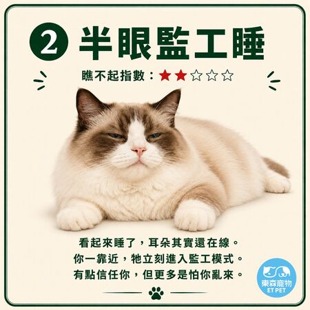 奴才接招！網瘋傳「貓咪睡姿圖鑑」 看主子今天有多瞧不起你。（圖／東森寵物提供）
