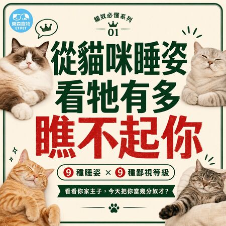奴才接招！網瘋傳「貓咪睡姿圖鑑」 看主子今天有多瞧不起你。（圖／東森寵物提供）