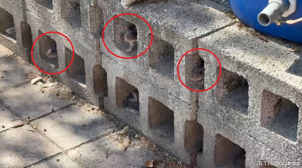 台中潭子運動公園驚見「三鼠探頭」還一起晨跑 民眾:快吐了