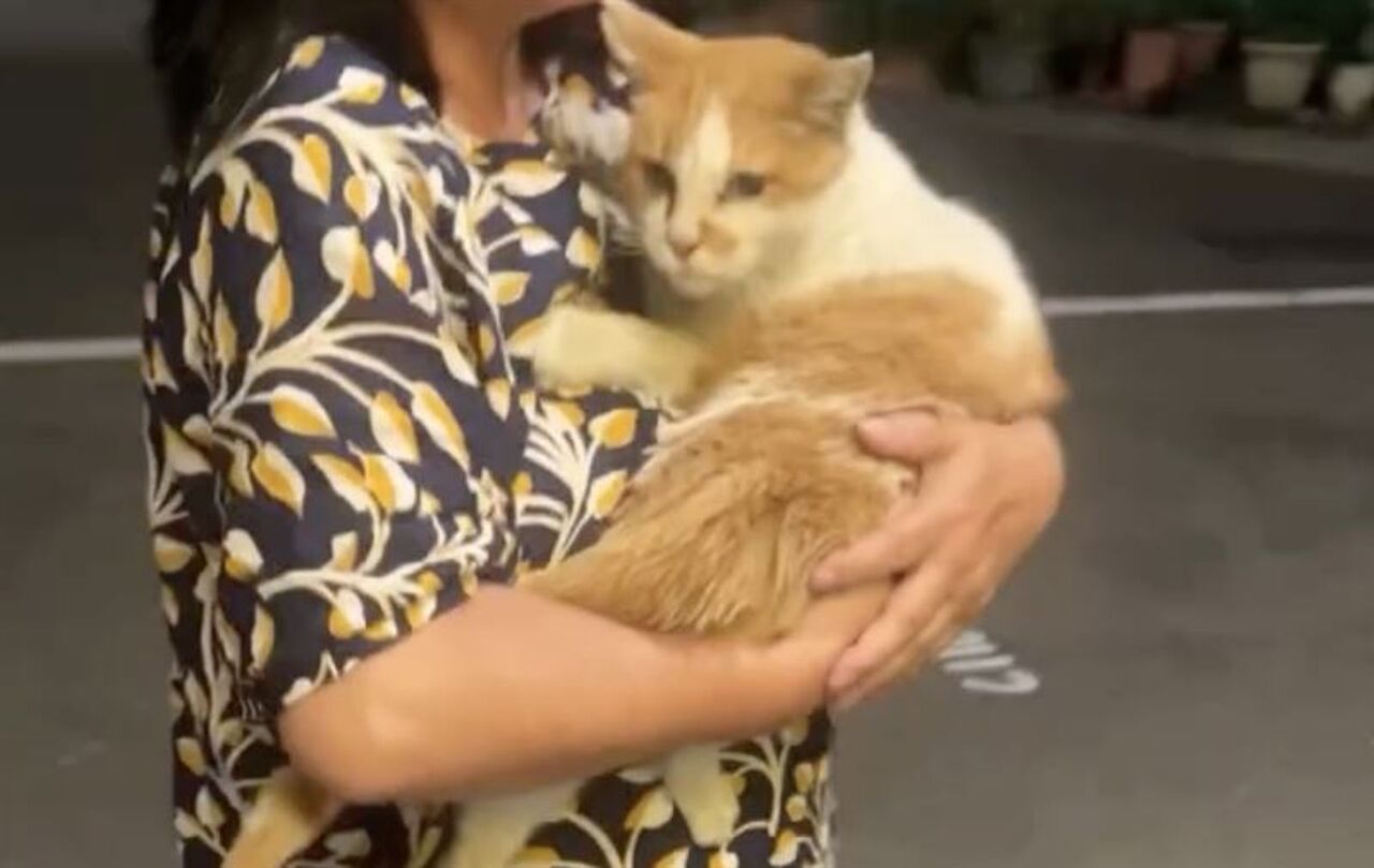 台中雞蛋糕「16歲店貓」找到了!紅衣女偷貓動機曝 飼主氣炸提告