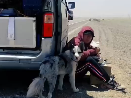 ▲▼百萬粉網紅邊牧遭狗販殺害。（圖／翻攝自微博）