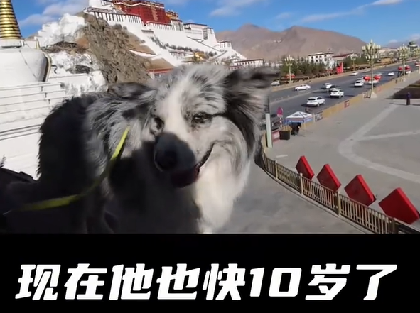 ▲▼百萬粉網紅邊牧遭狗販殺害。（圖／翻攝自微博）